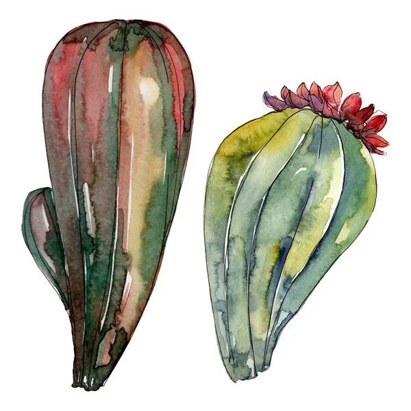 Fiori botanici floreali di cactus. Fiore selvatico primaverile isolato. Acquerello sfondo illustrazione set. Acquerello disegno moda acquerello. Elemento di illustrazione cactus isolati . — Foto stock