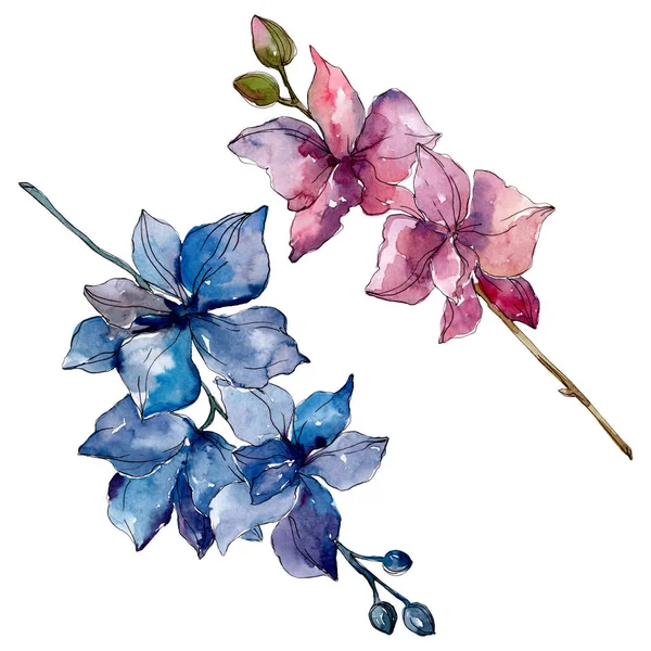 Flores botânicas florais de orquídea. Folha selvagem primavera wildflower isolado. Conjunto de ilustração de fundo aquarela. Aquarelle desenho aquarelle moda. Elemento de ilustração isolado das orquídeas . — Fotografia de Stock