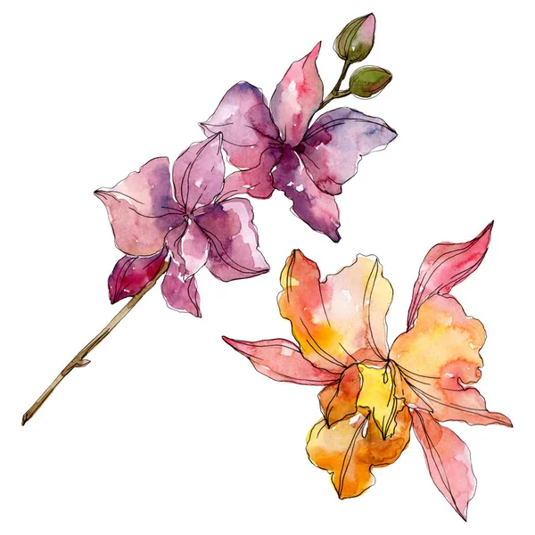 Fleurs botaniques florales d'orchidée. Feuille sauvage de printemps fleur sauvage isolée. Ensemble d'illustration de fond aquarelle. Aquarelle dessin mode aquarelle. Élément d'illustration d'orchidées isolées . — Photo de stock