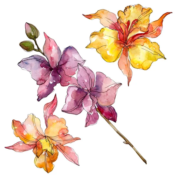 Orchidee florale botanische Blumen. wildes Frühlingsblatt Wildblume isoliert. Aquarell Hintergrundillustration Set. Aquarell zeichnen Mode-Aquarell. isolierte Orchideen Illustrationselement. — Stockfoto