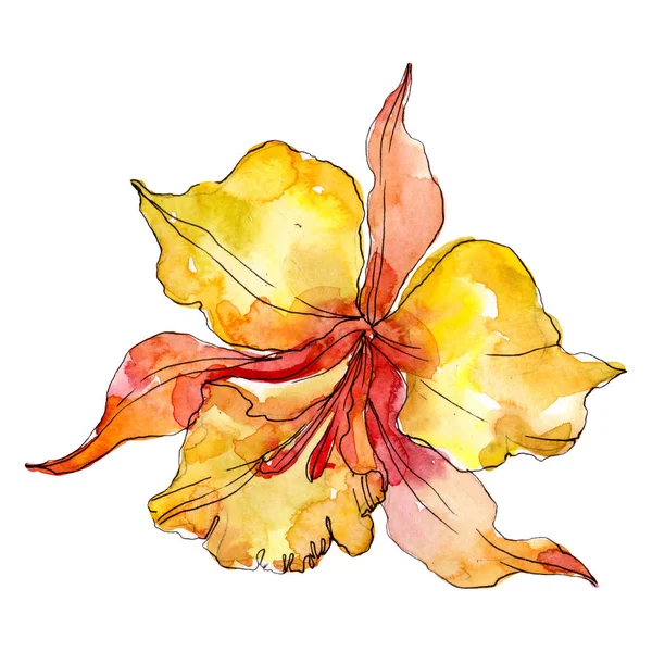 Orangefarbene orchideenblütige botanische Blumen. wildes Frühlingsblatt Wildblume isoliert. Aquarell Hintergrundillustration Set. Aquarell zeichnen Mode-Aquarell. isolierte Orchideen Illustrationselement. — Stockfoto