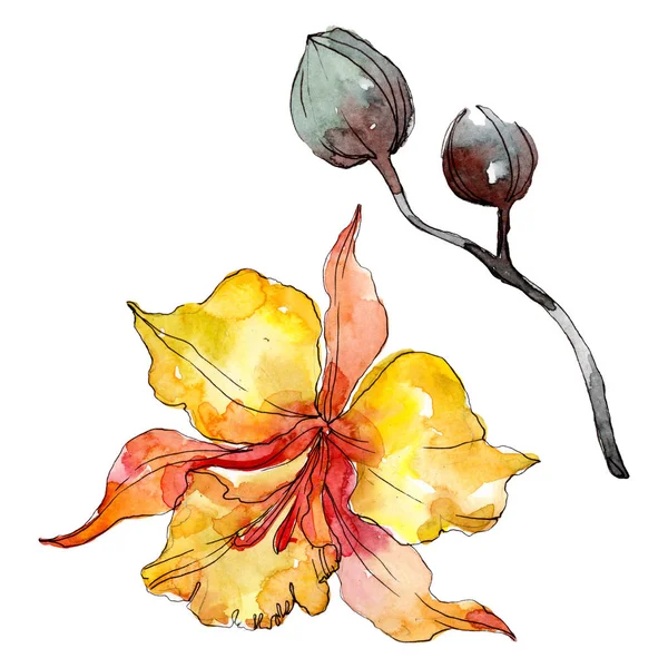 Орхідея квіткових ботанічних квітів. Дикий весняний лист ізольований. Набір ілюстрацій для акварельного фону. Акварель для акварелі. Ізольовані орхідеї елемент ілюстрації . — стокове фото