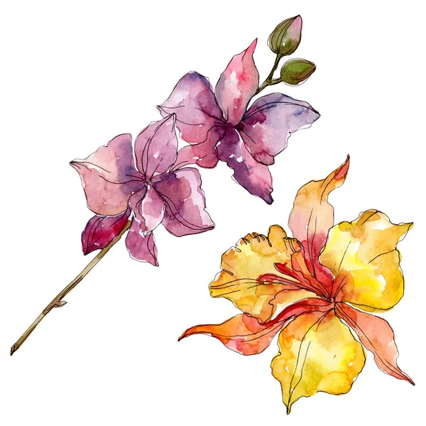 Flores botânicas florais de orquídea. Folha selvagem primavera wildflower isolado. Conjunto de ilustração de fundo aquarela. Aquarelle desenho aquarelle moda. Elemento de ilustração isolado das orquídeas . — Fotografia de Stock