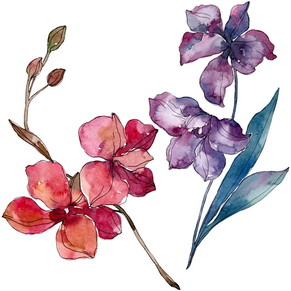Fleurs botaniques florales d'orchidée. Ensemble d'illustration de fond aquarelle. Élément d'illustration d'orchidées isolées . — Photo de stock