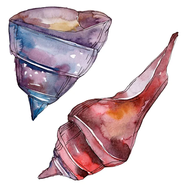 Été plage coquillage éléments tropicaux. Ensemble de fond aquarelle. Elément d'illustration de coquille isolé . — Photo de stock