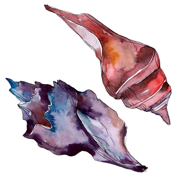 Été plage coquillage éléments tropicaux. Ensemble de fond aquarelle. Elément d'illustration de coquille isolé . — Photo de stock