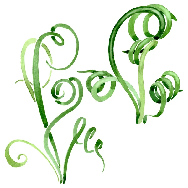 Fleurs botaniques florales succulentes vertes. Ensemble de fond aquarelle. Elément d'illustration succulents isolés . — Photo de stock