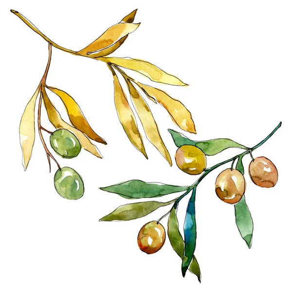 Olive branch with green fruit. Watercolor background illustration set. Isolated olives illustration element. — Stock Photo