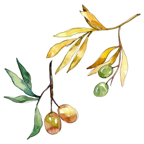 Olivenzweig mit grünen Früchten. Aquarell Hintergrundillustration Set. isolierte Oliven Illustrationselement. — Stockfoto