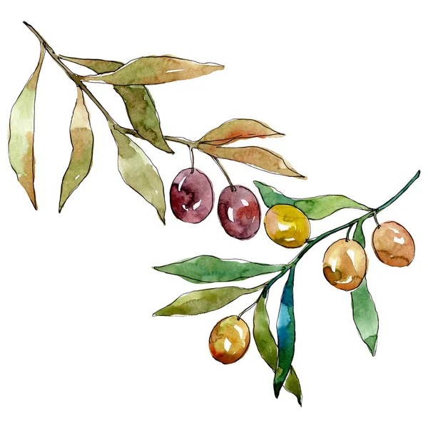 Olive branch with black and green fruit. Watercolor background illustration set. Isolated olives illustration element. — Stock Photo