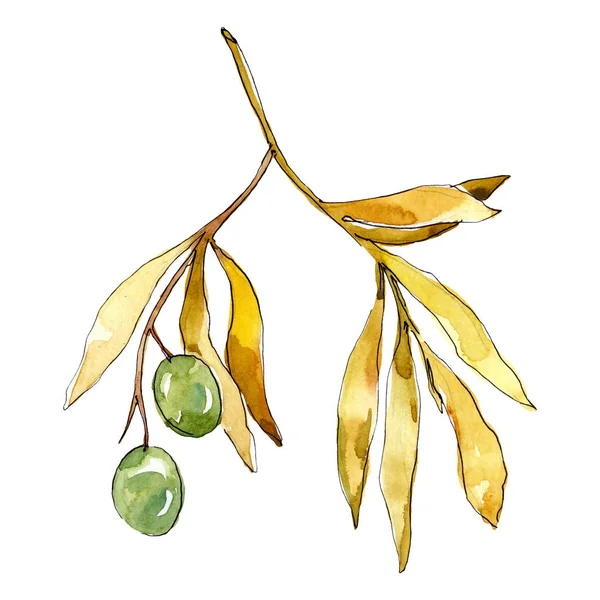 Olive branch with green fruit. Watercolor background illustration set. Isolated olives illustration element. — Stock Photo