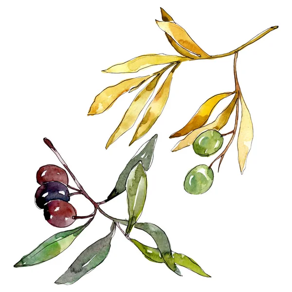 Olive branch with black and green fruit. Watercolor background illustration set. Isolated olives illustration element. — Stock Photo