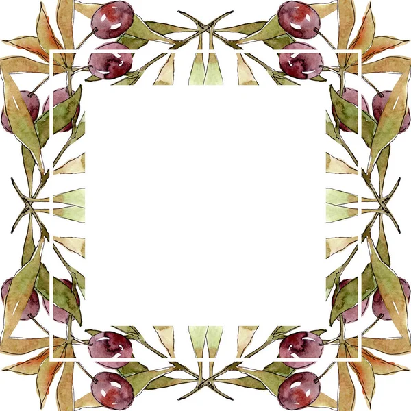 Ramo de azeitona com fruta preta e verde. Conjunto de ilustração de fundo aquarela. Quadro borda ornamento quadrado . — Fotografia de Stock