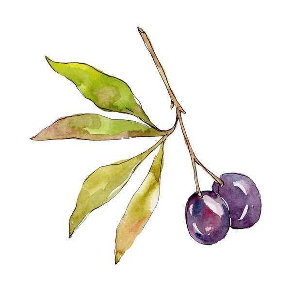 Olive branch with black fruit. Watercolor background illustration set. Watercolour drawing fashion aquarelle isolated. Isolated olives illustration element. — Stock Photo