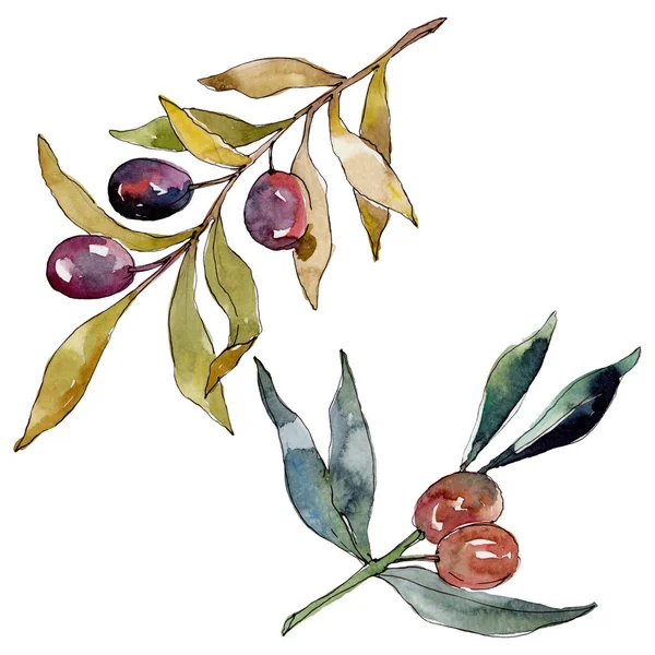 Olive branch with black and green fruit. Watercolor background illustration set. Watercolour drawing fashion aquarelle isolated. Isolated olives illustration element. — Stock Photo