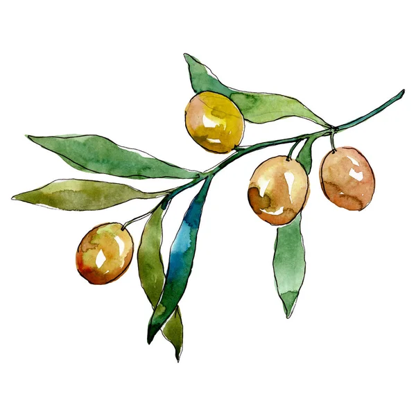 Olive branch with green fruit. Watercolor background illustration set. Isolated olives illustration element. — Stock Photo