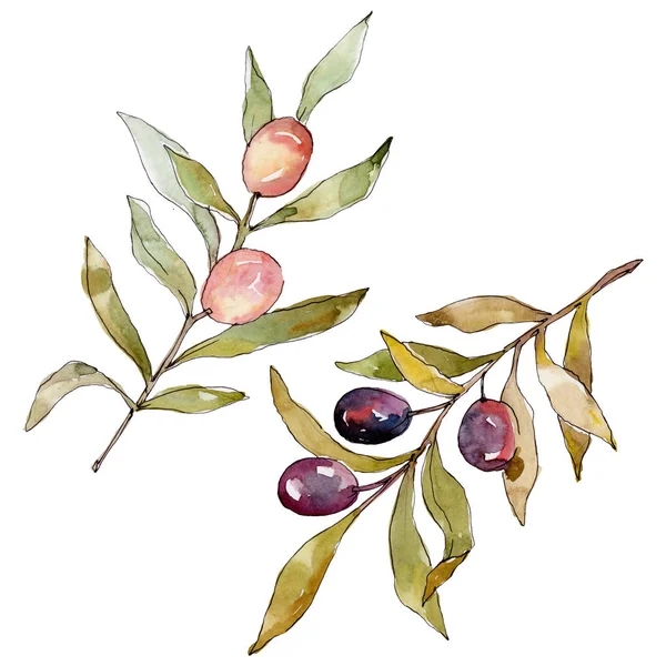 Olive branch with black and green fruit. Watercolor background illustration set. Watercolour drawing fashion aquarelle isolated. Isolated olives illustration element. — Stock Photo