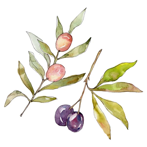 Olive branch with black and green fruit. Watercolor background illustration set. Watercolour drawing fashion aquarelle isolated. Isolated olives illustration element. — Stock Photo