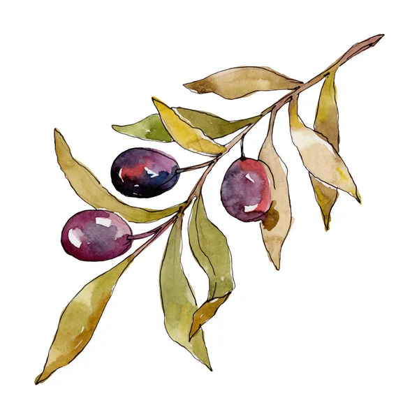 Olive branch with black fruit. Watercolor background illustration set. Watercolour drawing fashion aquarelle isolated. Isolated olives illustration element. — Stock Photo