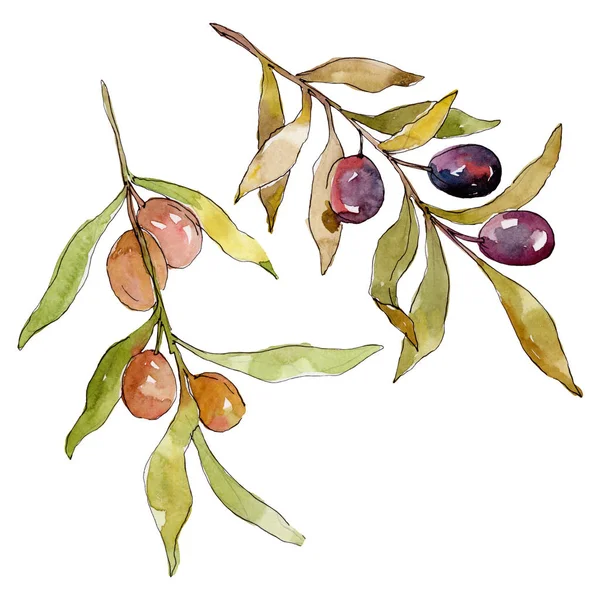 Olivenzweig mit schwarzen und grünen Früchten. Aquarell Hintergrundillustration Set. Aquarellzeichnung Modeaquarell isoliert. isolierte Oliven Illustrationselement. — Stockfoto