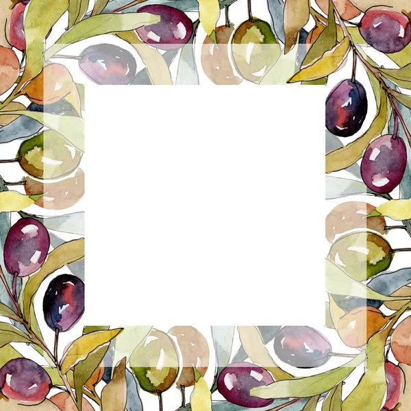 Olivenzweig mit schwarzen und grünen Früchten. Aquarell Hintergrundillustration Set. Aquarellzeichnung Modeaquarell isoliert. Rahmen Rand Ornament Quadrat. — Stockfoto
