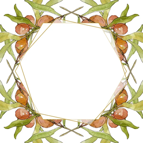 Rama de olivo con fruta negra y verde. Conjunto de ilustración de fondo acuarela. Acuarela dibujo moda acuarela aislado. Marco borde cristal ornamento cuadrado . - foto de stock