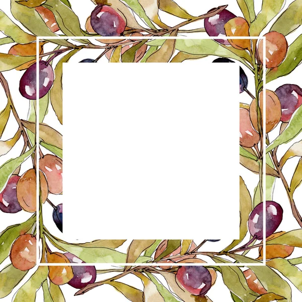 Olivenzweig mit schwarzen und grünen Früchten. Aquarell Hintergrundillustration Set. Aquarellzeichnung Modeaquarell isoliert. Rahmen Rand Ornament Quadrat. — Stockfoto