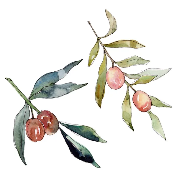 Olive branch with green fruit. Watercolor background illustration set. Watercolour drawing fashion aquarelle isolated. Isolated olives illustration element. — Stock Photo