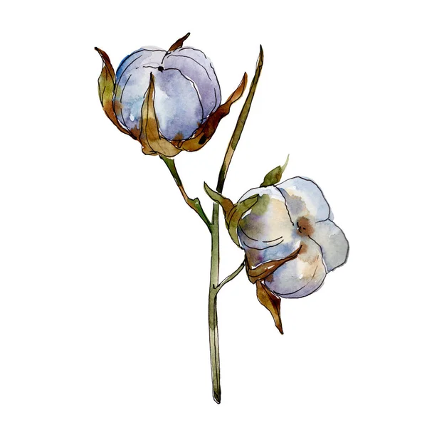Fiori botanici floreali in cotone bianco. Acquerello sfondo illustrazione set. Elemento di illustrazione in cotone isolato . — Foto stock