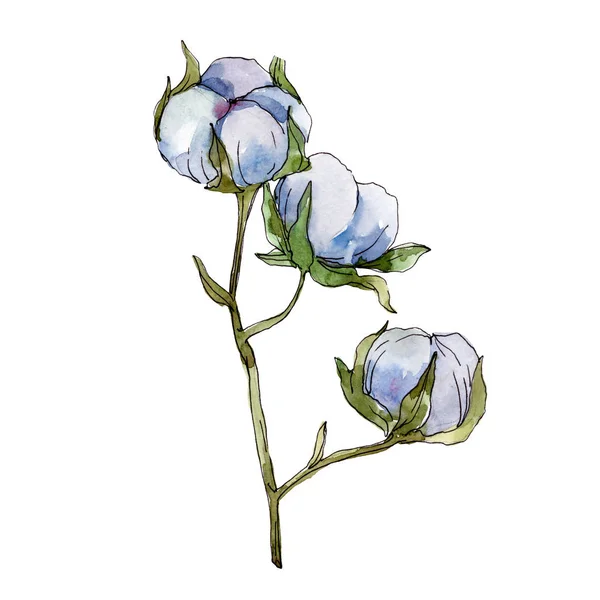 Білі бавовняні квіткові ботанічні квіти. Набір ілюстрацій для акварельного фону. Ізольований елемент ілюстрації бавовни . — стокове фото