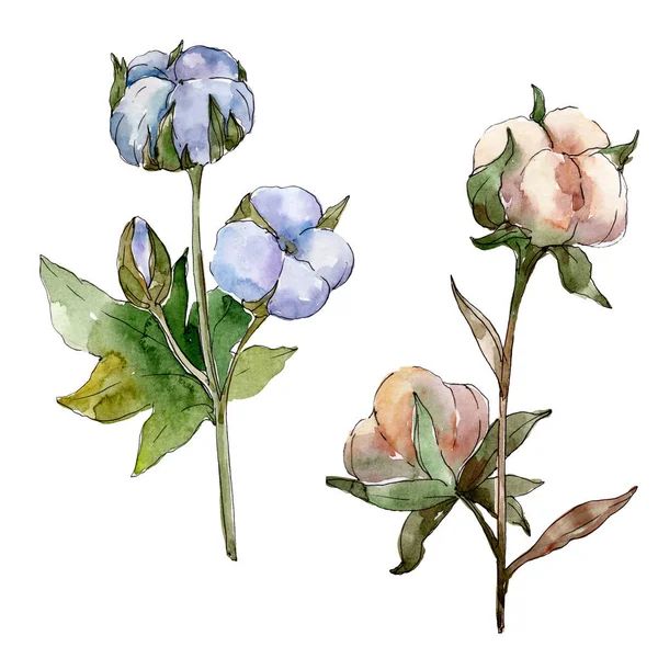 Flores botânicas florais de algodão branco. Conjunto de ilustração de fundo aquarela. Elemento de ilustração de algodão isolado . — Fotografia de Stock