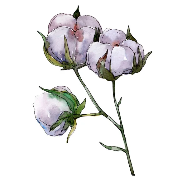 Flor botânica floral de algodão. Folha selvagem primavera wildflower isolado. Conjunto de ilustração de fundo aquarela. Aquarelle desenho aquarelle moda isolado. Elemento de ilustração de algodão isolado . — Fotografia de Stock