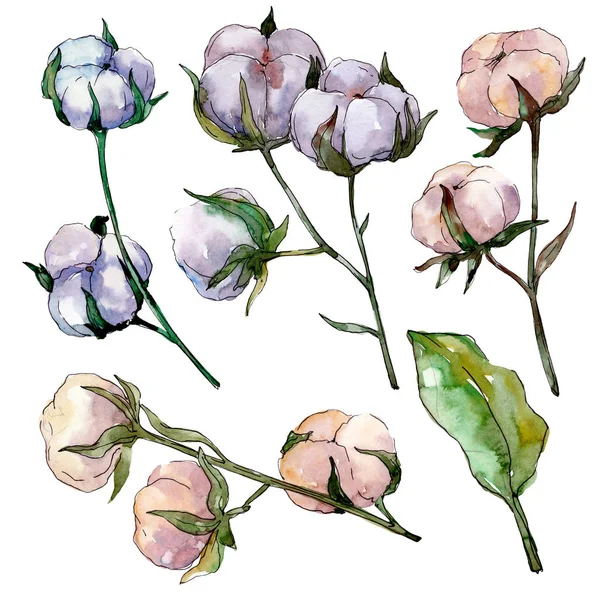 Cotton floral botanical flower. Wild spring leaf wildflower isolated. Watercolor background illustration set. Watercolour drawing fashion aquarelle isolated. Isolated cotton illustration element. — Stock Photo