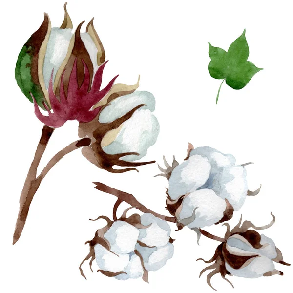 Fiore botanico floreale in cotone bianco. Fiordaliso selvatico. Acquerello sfondo illustrazione set. Acquerello disegno moda acquerello. Elemento di illustrazione in cotone isolato . — Foto stock