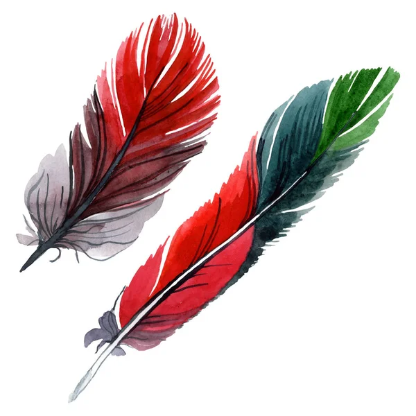 Colorful bird feather from wing isolated. Watercolor background illustration set. Isolated feather illustration element. — Stock Photo