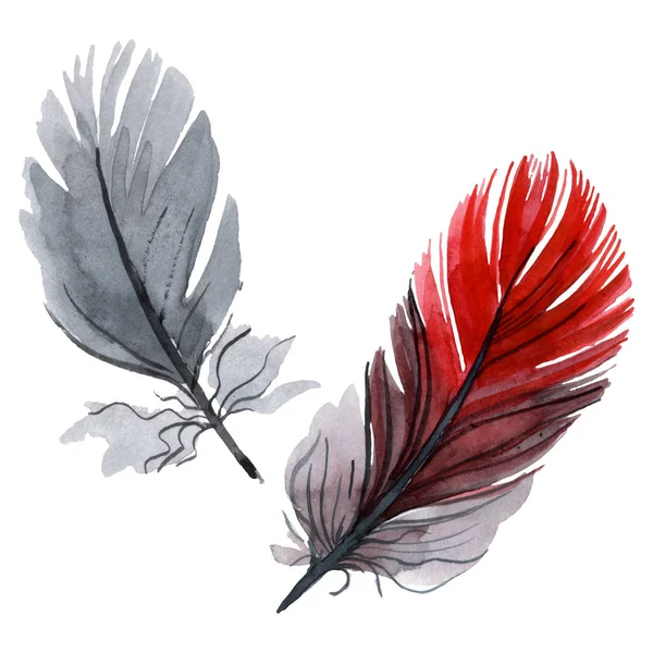 Plume d'oiseau colorée de l'aile isolée. Ensemble d'illustration de fond aquarelle. Élément isolé d'illustration de plumes . — Photo de stock