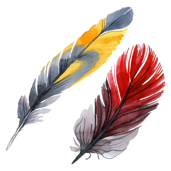 Pluma colorida de pájaro de ala aislada. Conjunto de ilustración de fondo acuarela. Elemento de ilustración de plumas aisladas . - foto de stock