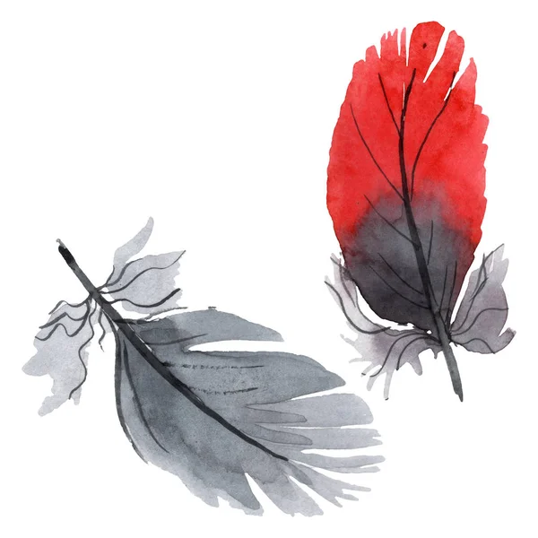 Pluma colorida de pájaro de ala aislada. Conjunto de ilustración de fondo acuarela. Elemento de ilustración de plumas aisladas . - foto de stock