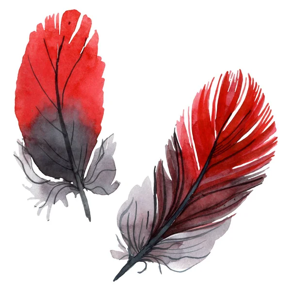 Pluma colorida de pájaro de ala aislada. Conjunto de ilustración de fondo acuarela. Elemento de ilustración de plumas aisladas . - foto de stock