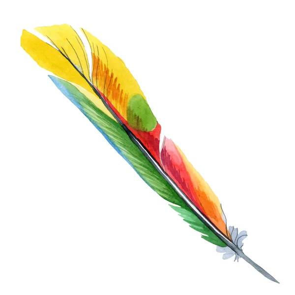 Colorful bird feather from wing isolated. Watercolor background illustration set. Isolated feather illustration element. — Stock Photo