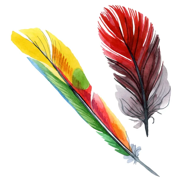 Pluma colorida de pájaro de ala aislada. Conjunto de ilustración de fondo acuarela. Elemento de ilustración de plumas aisladas . - foto de stock