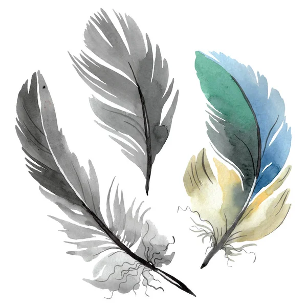 Plume d'oiseau colorée de l'aile isolée. Ensemble d'illustration de fond aquarelle. Élément isolé d'illustration de plumes . — Photo de stock