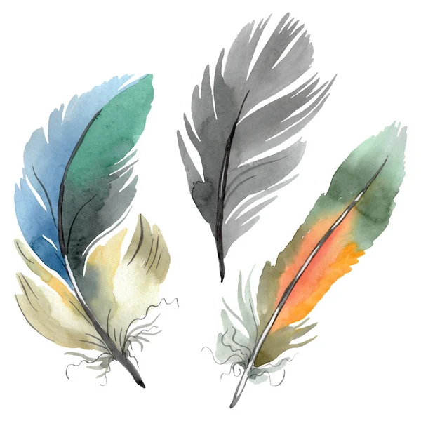 Colorful bird feather from wing isolated. Watercolor background illustration set. Isolated feather illustration element. — Stock Photo