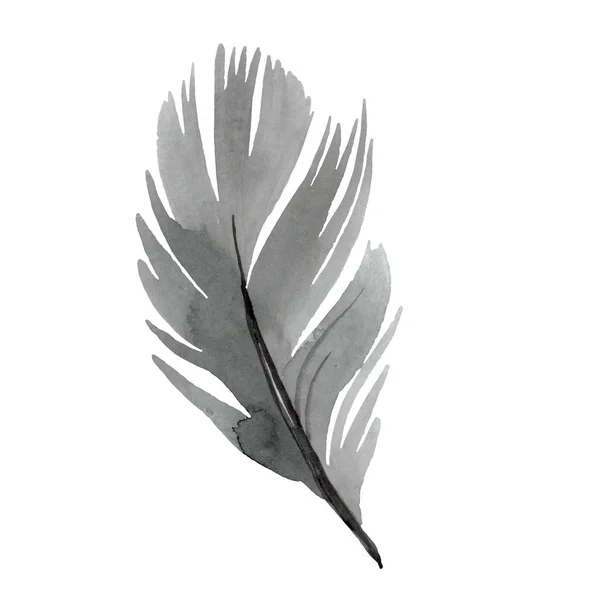 Plume d'oiseau colorée de l'aile isolée. Ensemble d'illustration de fond aquarelle. Élément isolé d'illustration de plumes . — Photo de stock