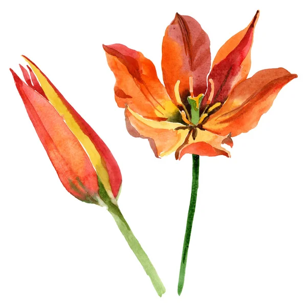 Fiori botanici floreali di tulipano arancione. Acquerello sfondo illustrazione set. Elemento di illustrazione tulipani isolati . — Foto stock