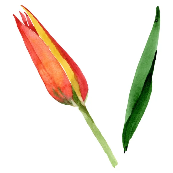 Помаранчевий тюльпан квіткових ботанічних квітів. Набір ілюстрацій для акварельного фону. Ізольовані тюльпани елемент ілюстрації . — стокове фото