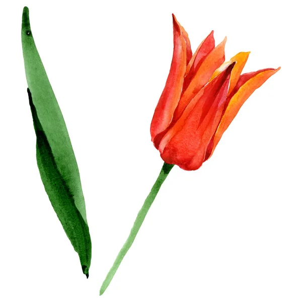 Flores botánicas florales de tulipán naranja. Conjunto de ilustración de fondo acuarela. Elemento ilustrativo de tulipanes aislados . - foto de stock