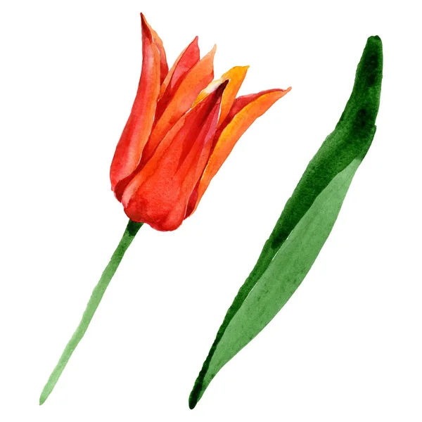 Flores botánicas florales de tulipán naranja. Conjunto de ilustración de fondo acuarela. Elemento ilustrativo de tulipanes aislados . - foto de stock