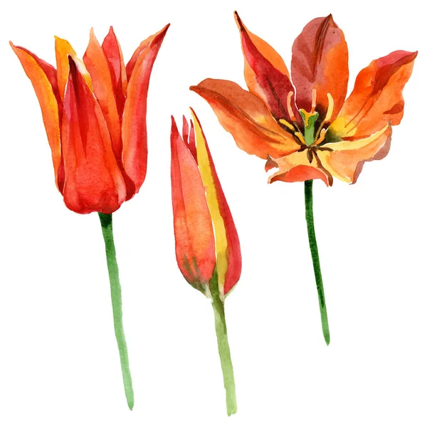 Flores botánicas florales de tulipán naranja. Conjunto de ilustración de fondo acuarela. Elemento ilustrativo de tulipanes aislados . — Stock Photo