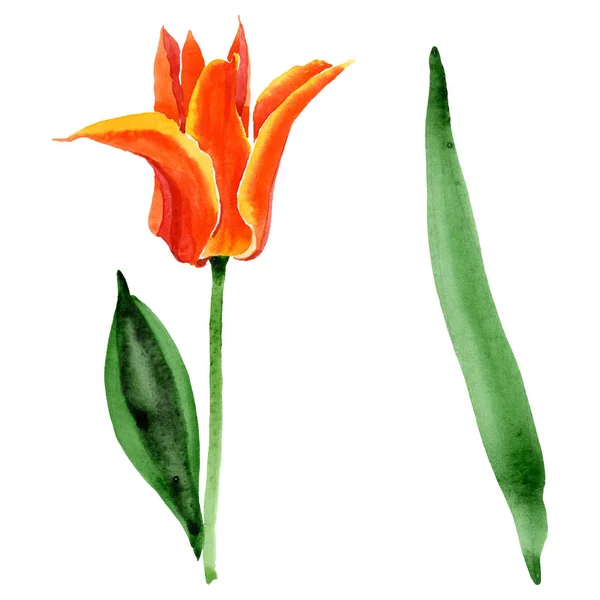 Flores botánicas florales de tulipán naranja. Conjunto de ilustración de fondo acuarela. Elemento ilustrativo de tulipanes aislados . - foto de stock